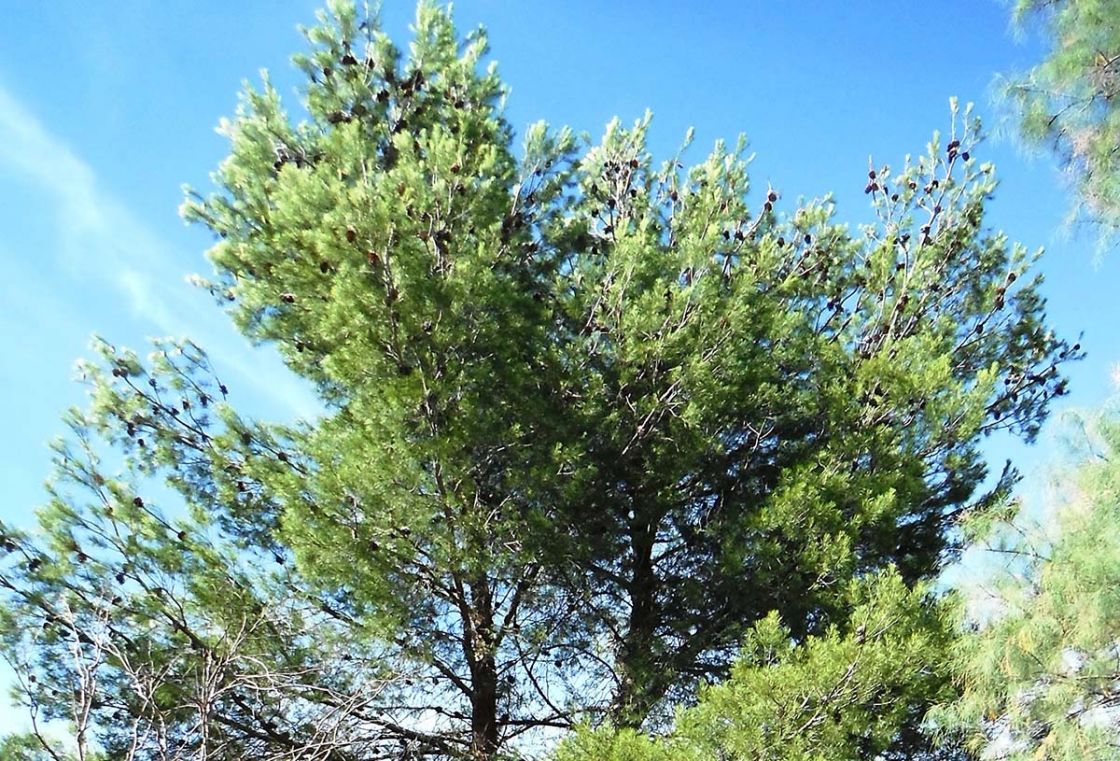 Aleppo pine 1 - Phalepensis retaining cones