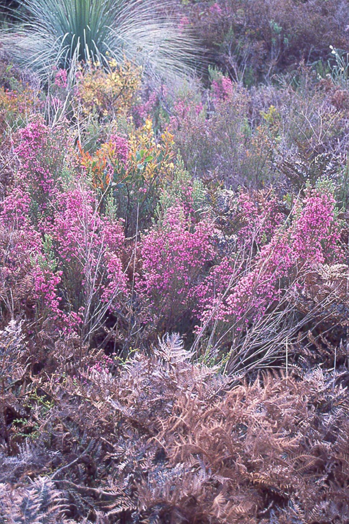berry_heath_1_-_berry_heath_-_crop_foreground.jpg
