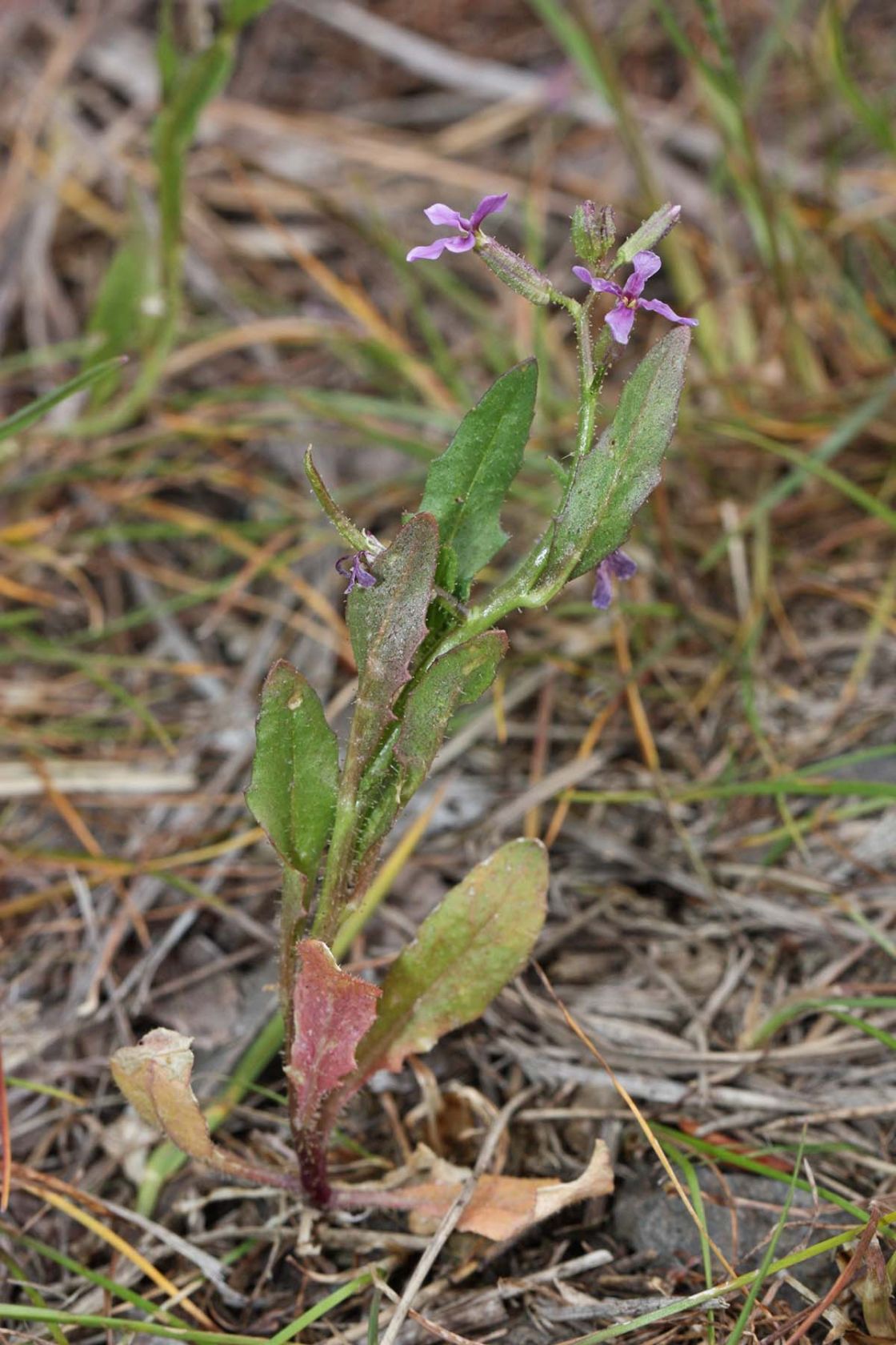 blue_mustard_3_-_Chorispora_tenella_4239.jpg