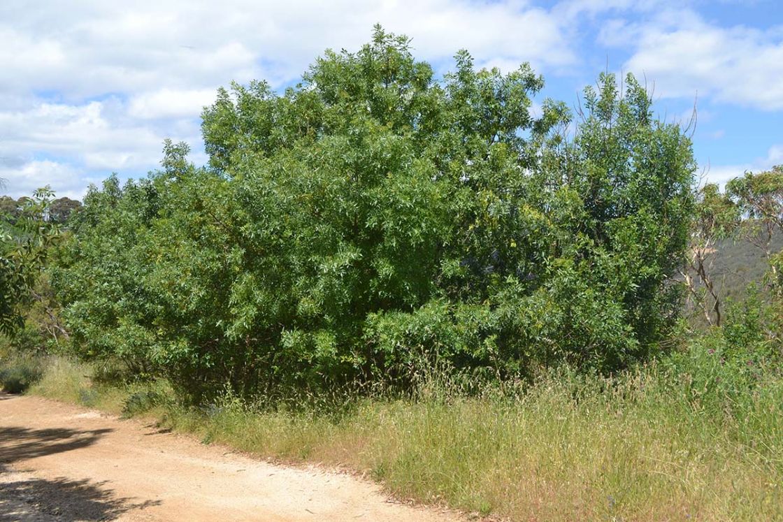 desert_ash_1_-_desert_ash_1.jpg