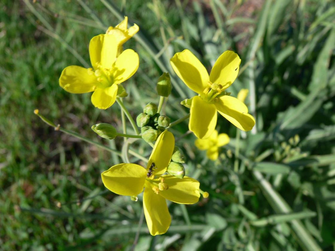 lincoln_weed_2_-_Lincoln_weed_flower_A_Harvey.jpg