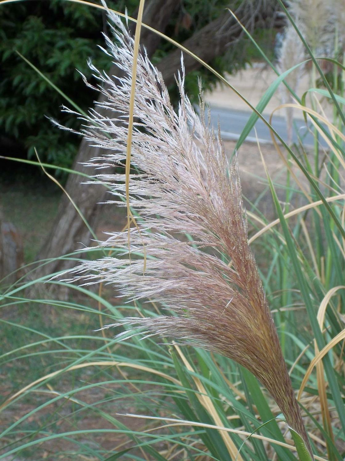 pampas_grasses_2_-_Cjubata_juvenile_inflorescence_JDean.jpg