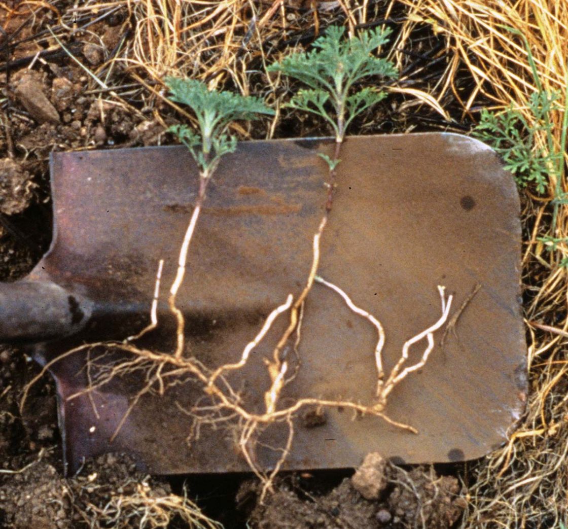 perennial_ragweed_2_-_Perennial_Ragweed_root_DWLBC_cropped.jpg