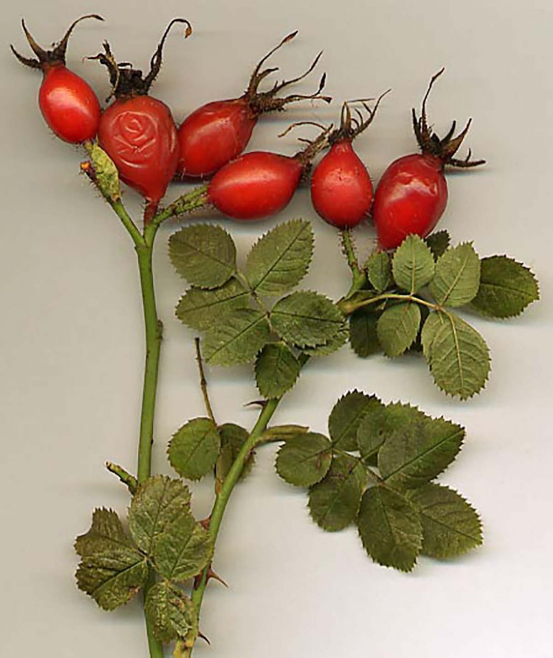 sweet_briar_3_-_sweet_briar_3.jpg
