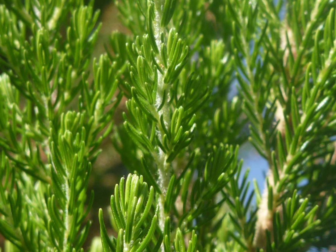 tree_heath_2_-_tree_heath_leaves_.jpg