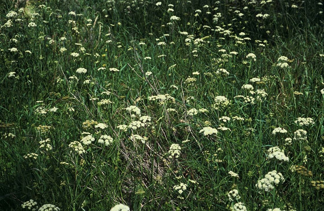 water_dropwort_3_-_Water_Drop_-_DWLBC.jpg