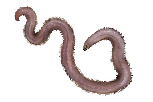 Bloodworm