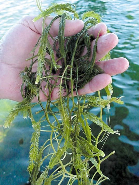 Caulerpa taxifolia