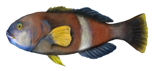 Wrasse - All species in the Labridae Family excluding Western Blue Groper