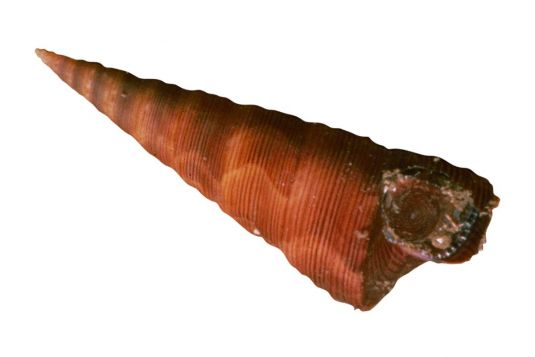 New Zealand Screwshell