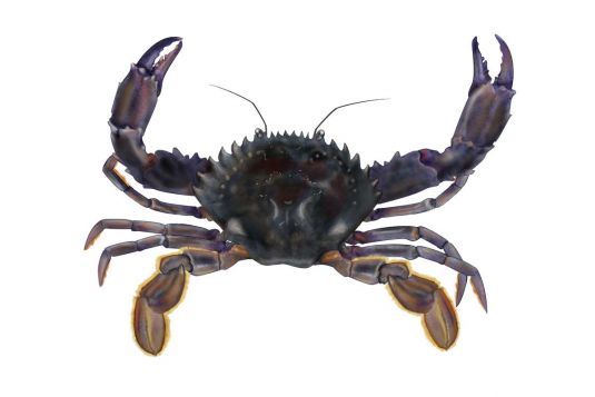 Asian paddle crab