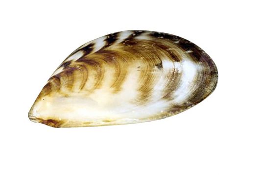 Black-striped false mussel