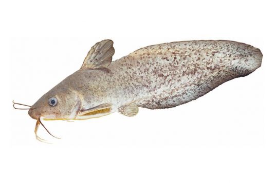 Freshwater Catfish