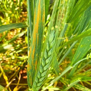 Wheat stripe rust on flag leaf (photo: James Cant)
