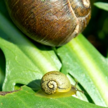 Juvenile green snail – photo: Anna N Chapman, CC0, via Wikimedia Commons