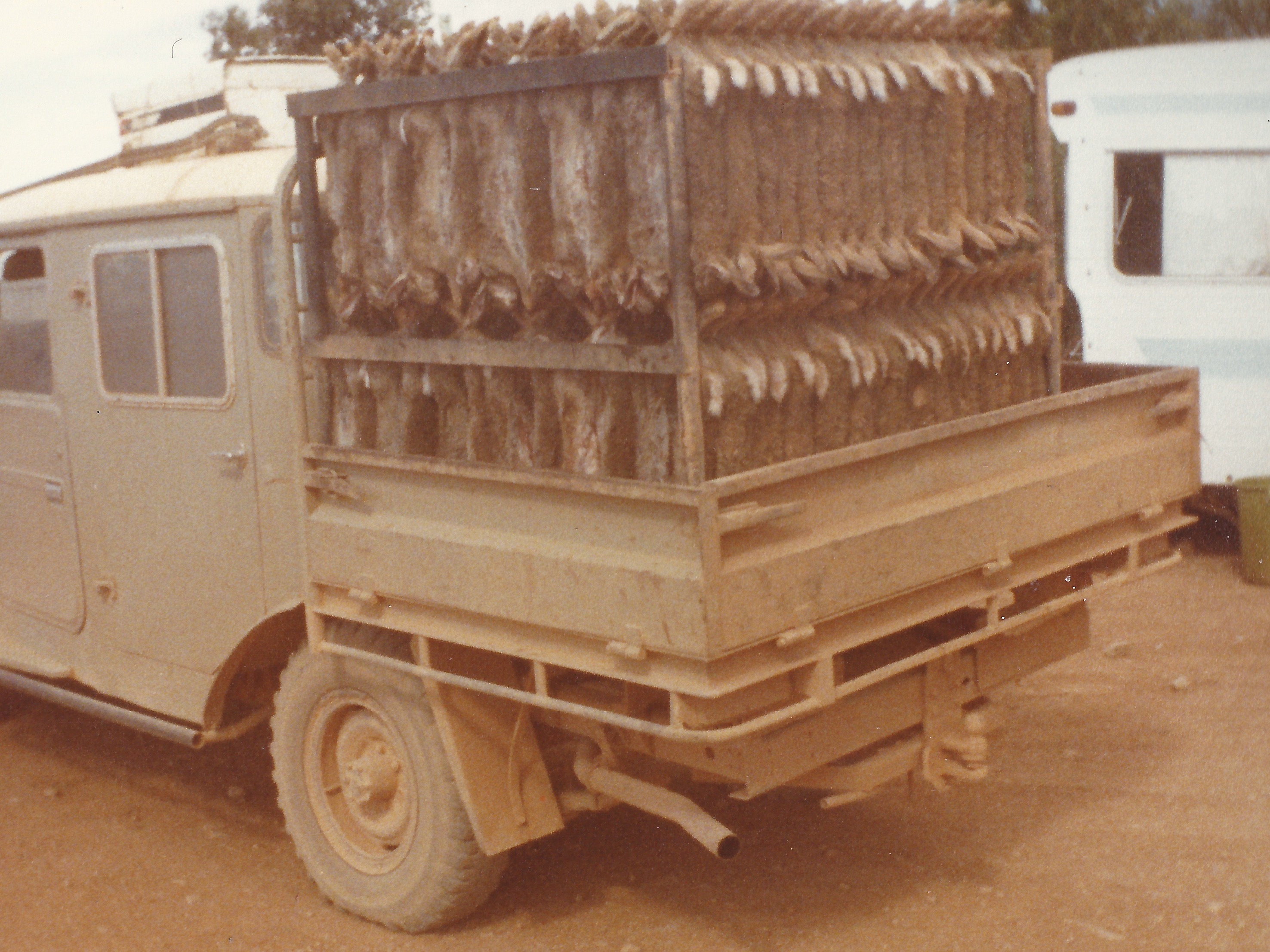 Rabbits on a truck