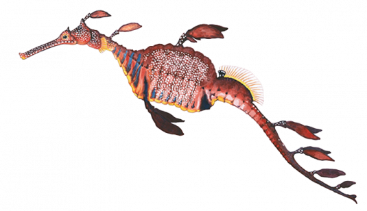 Syngnathidae family (seadragons, seahorses, pipefish and pipehorses)