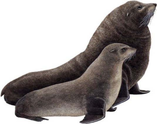 Marine mammals