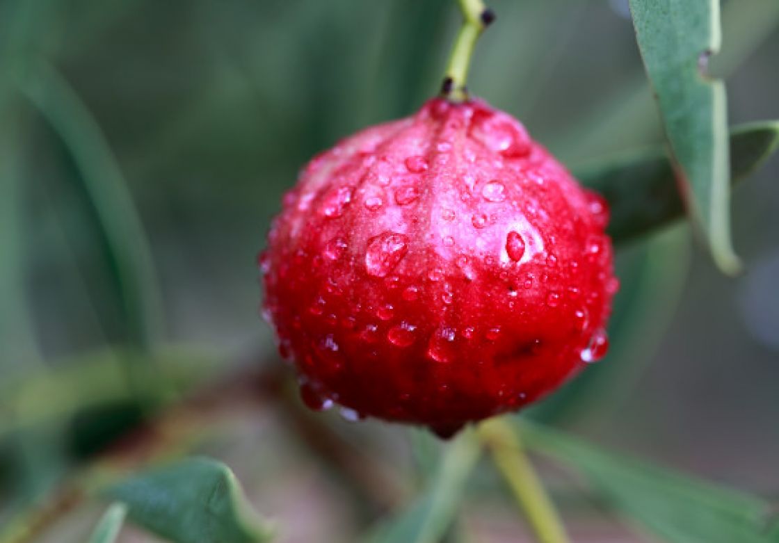 Close-up of a quandong fruit
