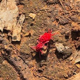 Red velvet mite (photo: M. Ehsangar)