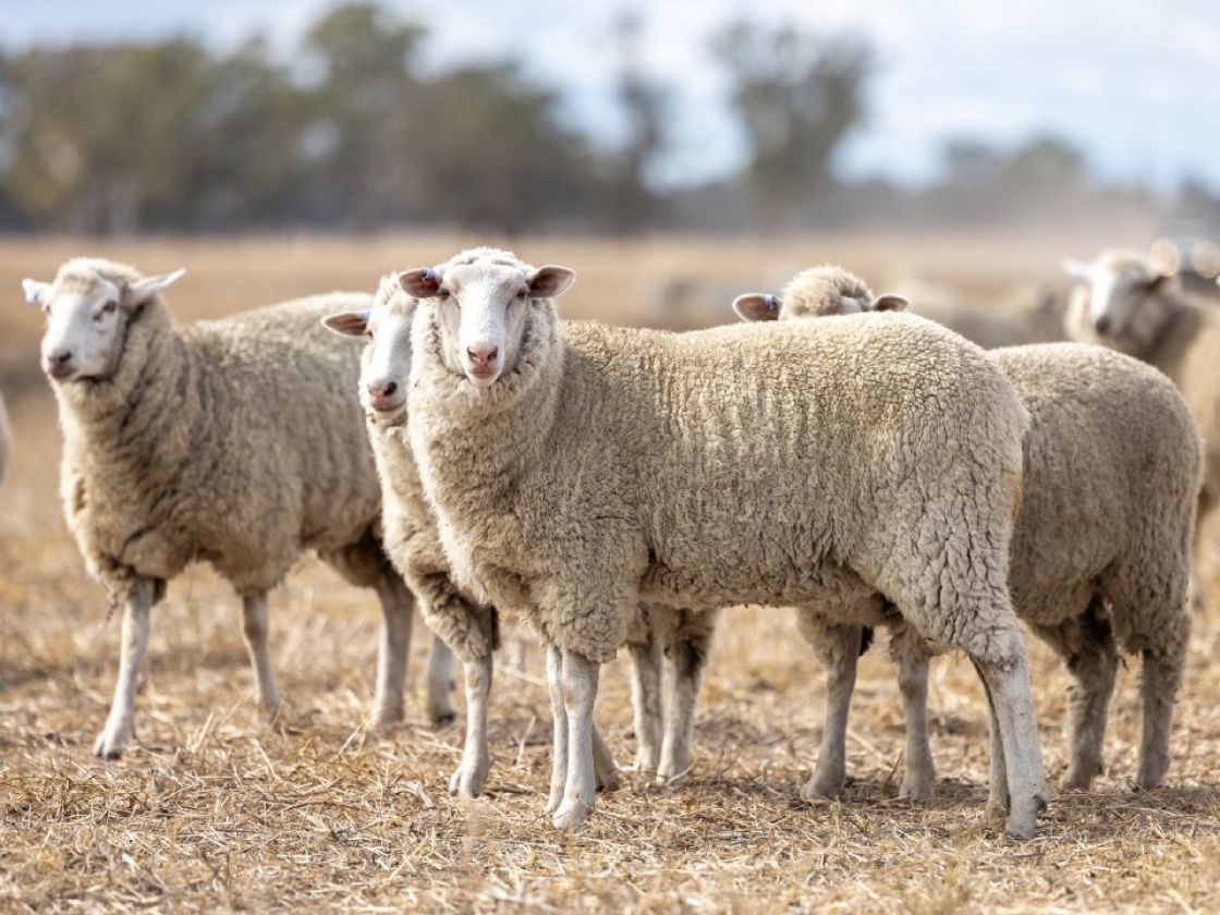 Sheep with eID tags in a paddock