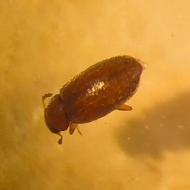Minute mould beetle (photo: M.Ehsangar)