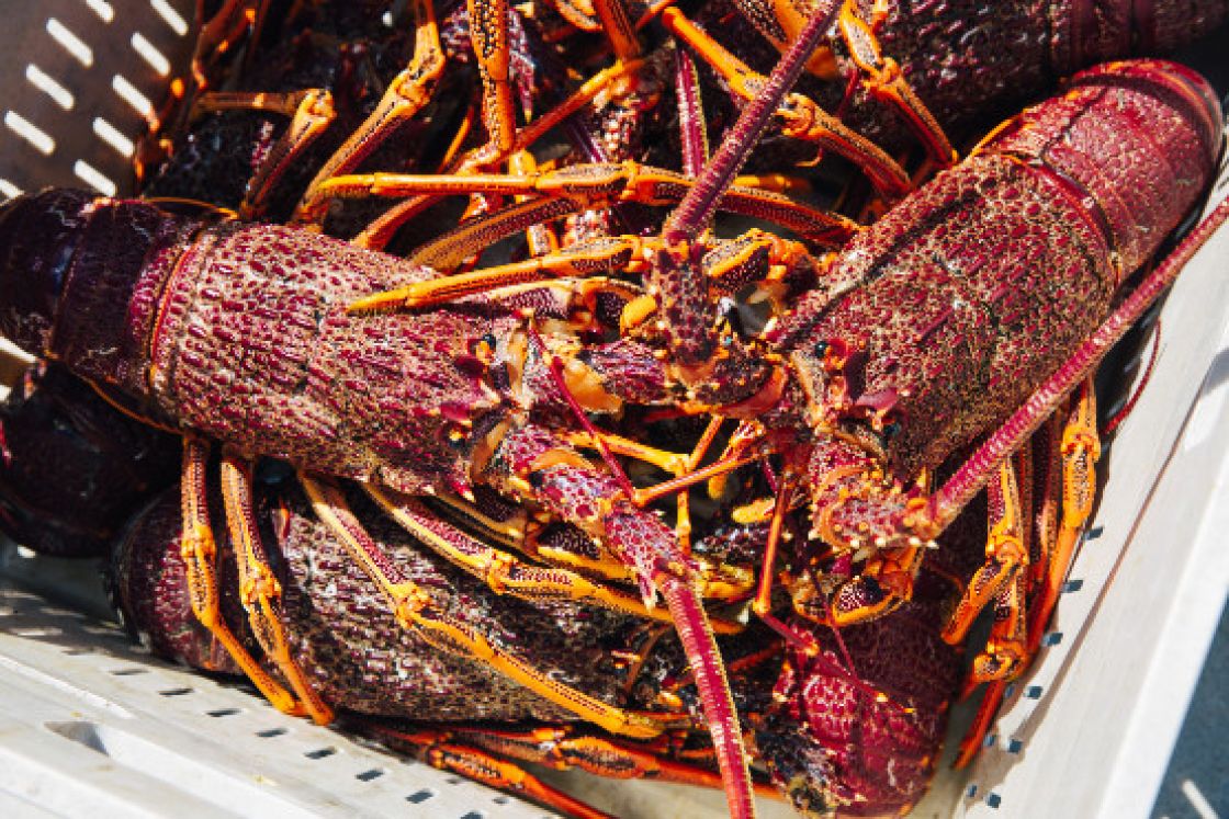 A container with several orange to red coloured lobsters stacked on top of each other.