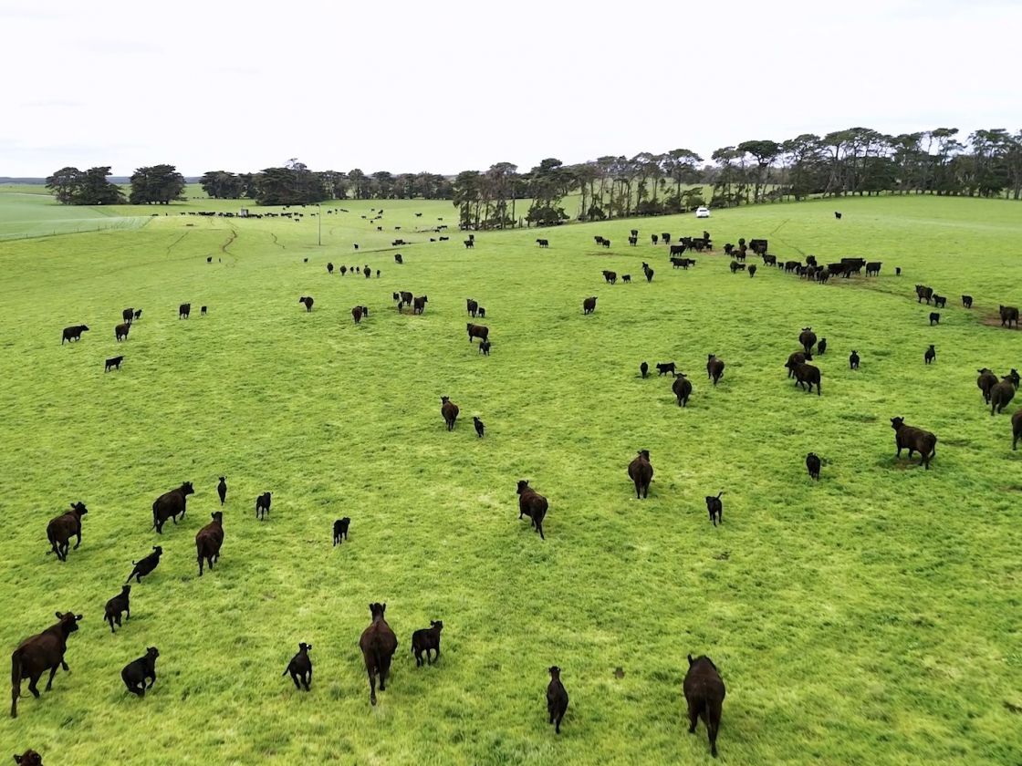 Cows roaming in a green field