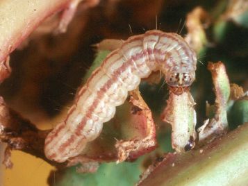 Cabbage centre grub caterpillar