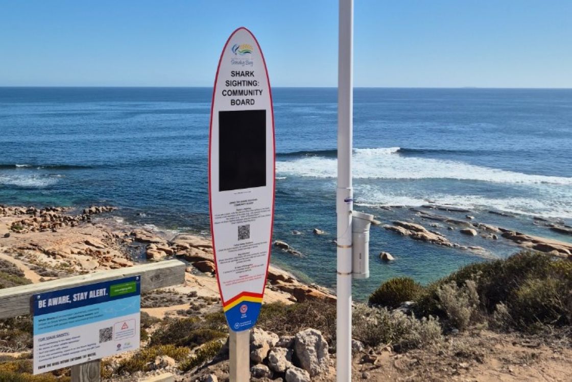 decorative shark board sightings 2025 image