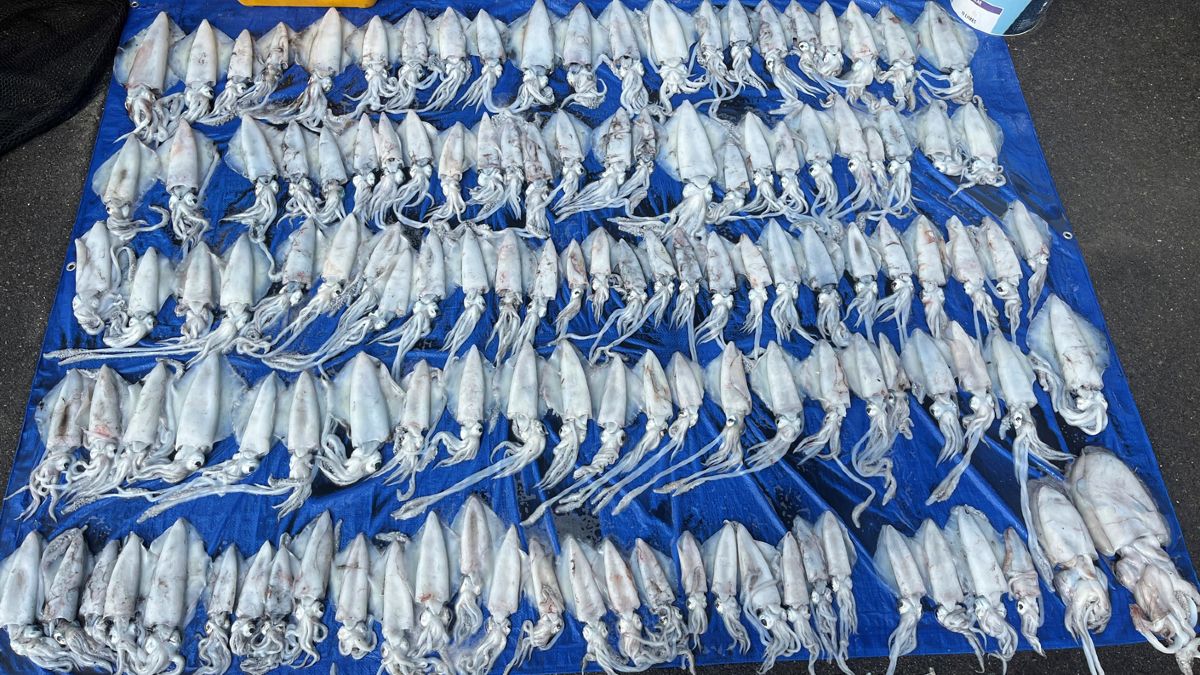 Many squid laid out on a blue tarpaulin.