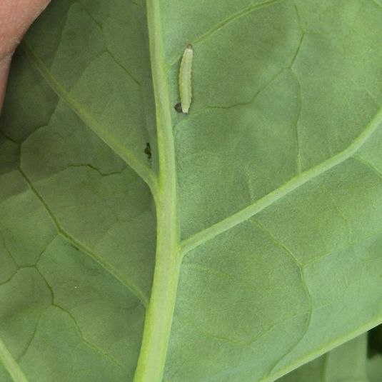 DBM larvae on the underside of a canola leaf