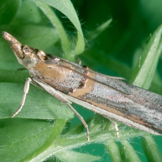 Etiella moth adult