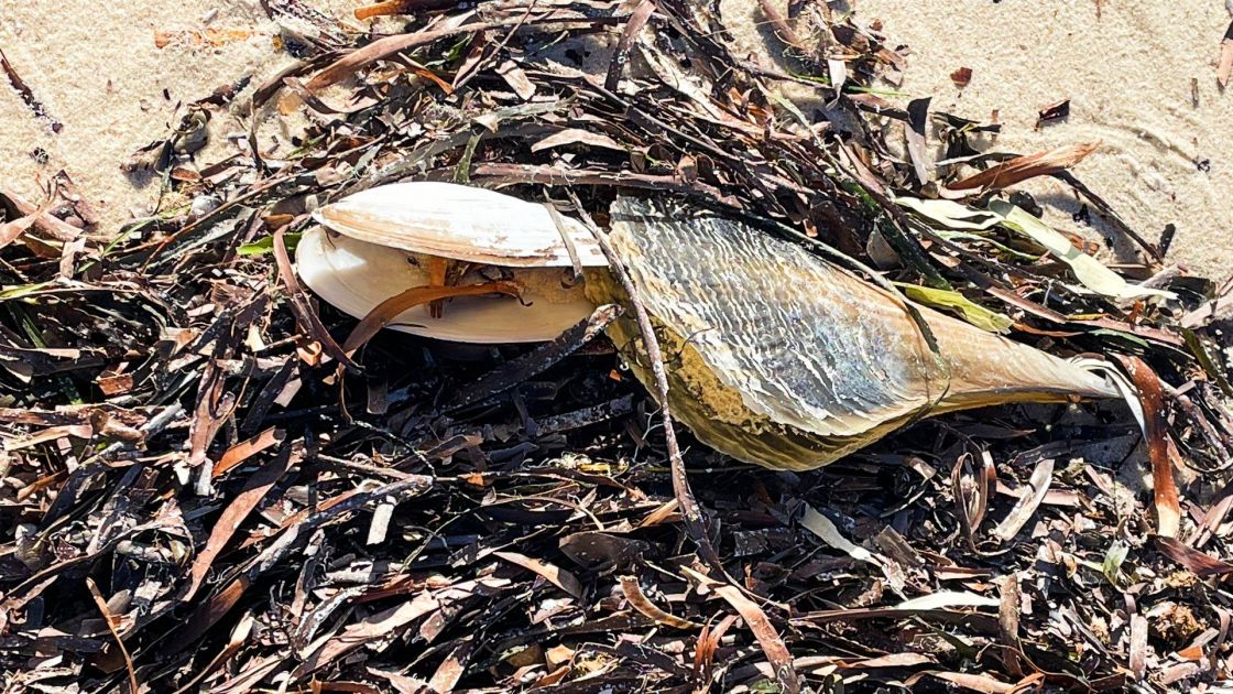 Two dead razorfish among washed up dead seaweed on a beach.