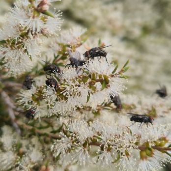 S. villeneuveana feeding on Melaleuca sp. after release (phot by N. Fechner)