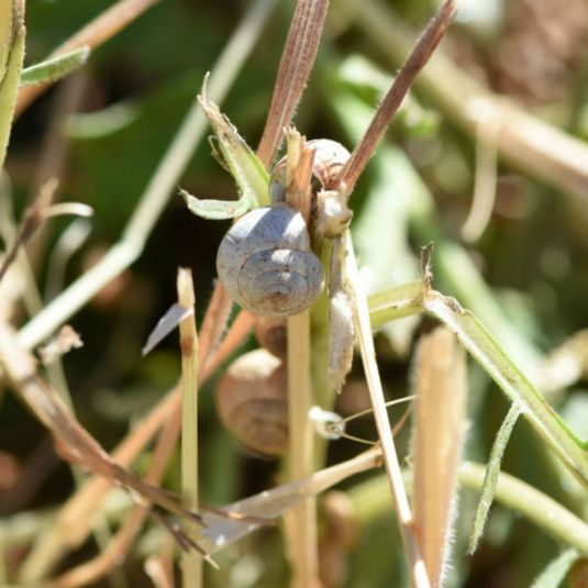 Snails aestivating on roadside weeds