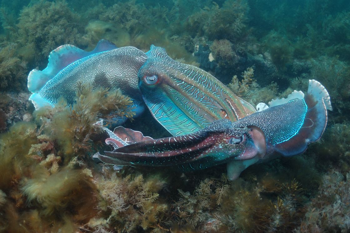 Giant Cuttlefish