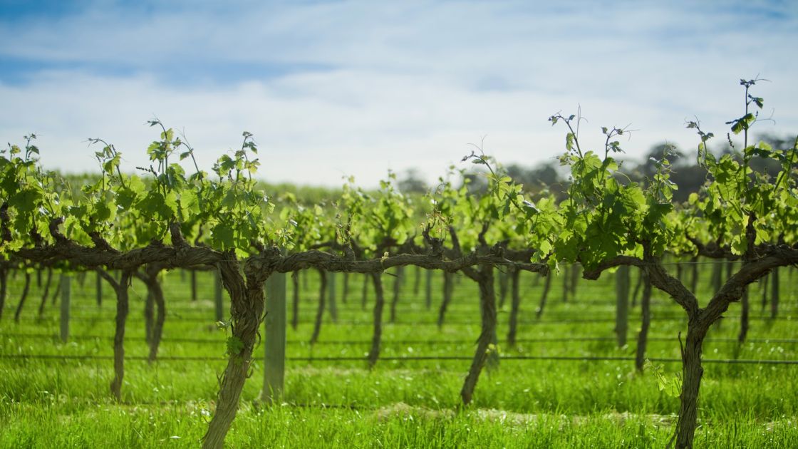 Backing South Australia's wine sector