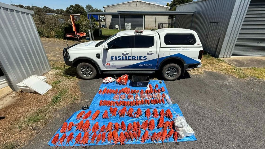 Major illegal rock lobster bust near Port MacDonnell