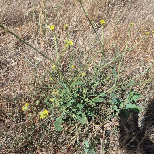 A weed with yellow flowers among dry grass.
