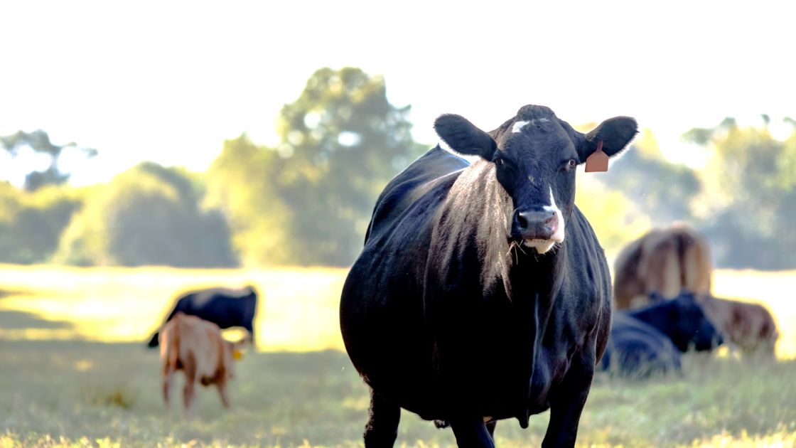 New program to boost sustainable farming practices
