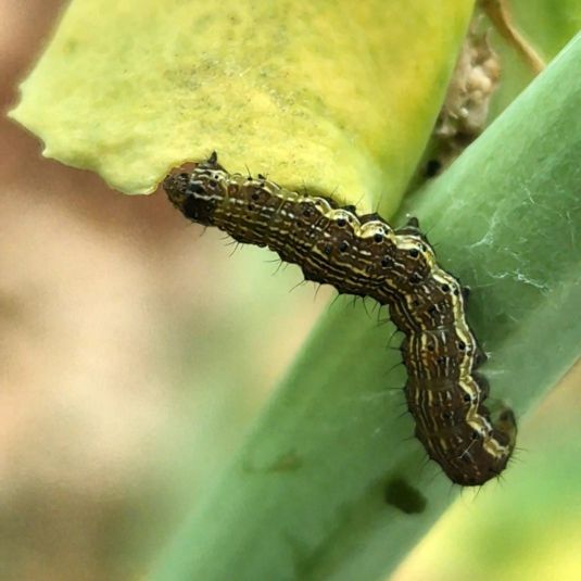 A native budworm caterpillar eating a leaf while clinging to the plant stem.