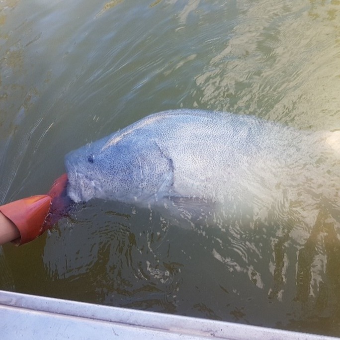 large Murray cod