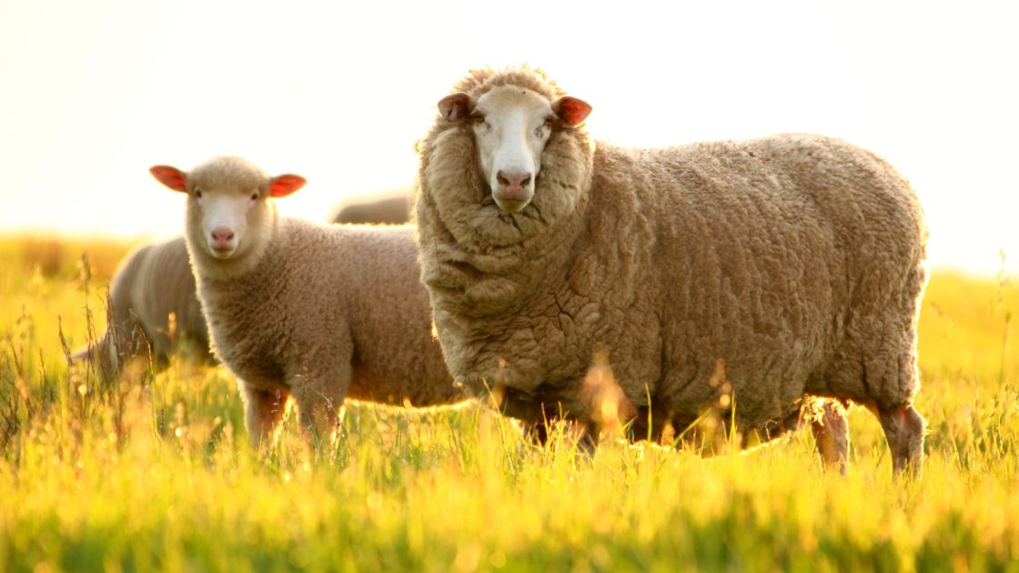SA Merino Sire Evaluation Trial