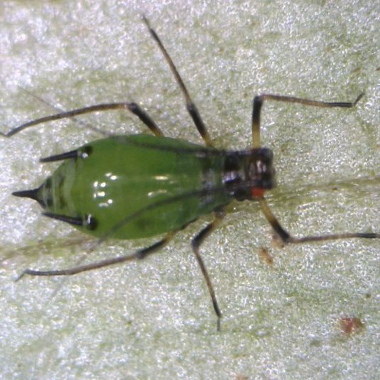 A close-up of an adult faba bean aphid without wings.