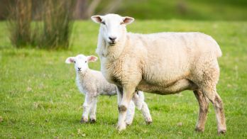 Sheep producers invited to explore the latest in Merino genetics research
