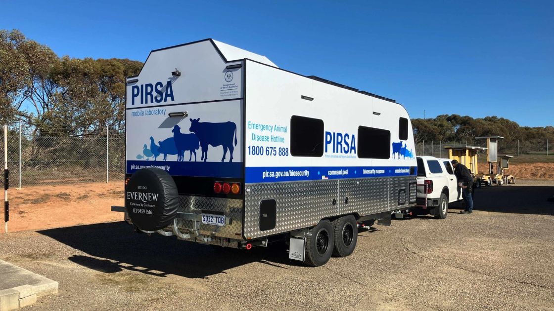 A large caravan, hitched behind a dual cab ute, badged 
