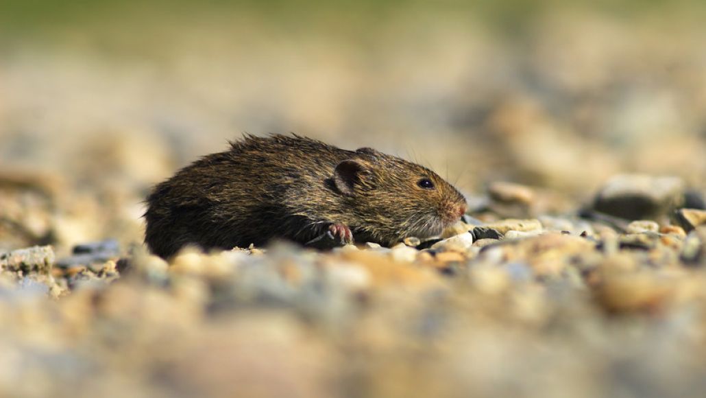 A mouse on gravel.