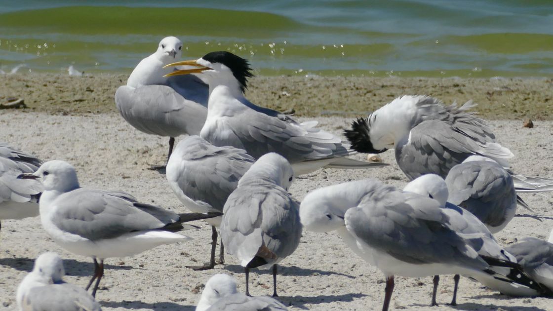 Crested terns and silver gulls on the beach near the water.