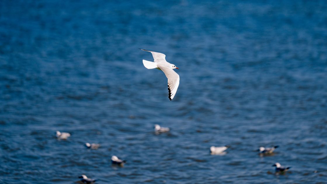 seagull flying over ocean